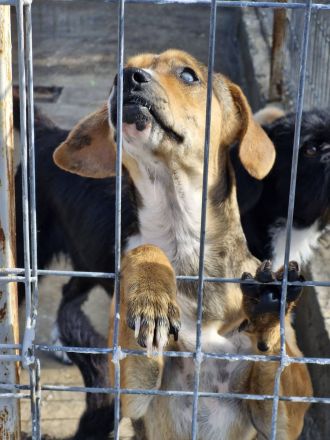 Nell, 2,5 Jahre, blind, freundlich und Menschenbezogen, sucht einen Gnadenplatz