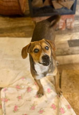 Nell, 2,5 Jahre, blind, freundlich und Menschenbezogen, sucht einen Gnadenplatz