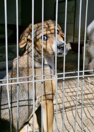 Nell, 2,5 Jahre, blind, freundlich und Menschenbezogen, sucht einen Gnadenplatz