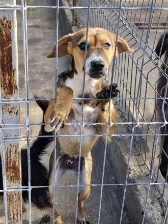 Nell, 2,5 Jahre, blind, freundlich und Menschenbezogen, sucht einen Gnadenplatz