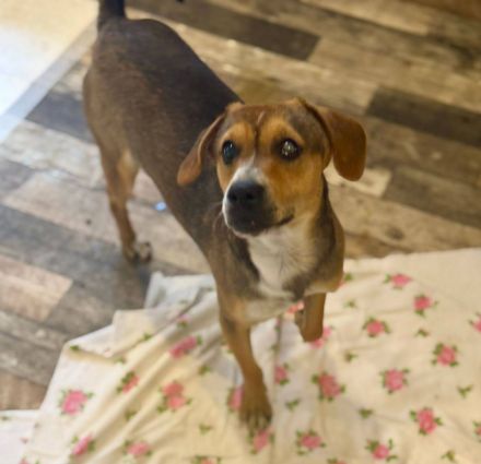 Nell, 2,5 Jahre, blind, freundlich und Menschenbezogen, sucht einen Gnadenplatz