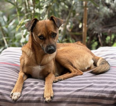 Angeleye, eine zarte, lebensfrohe Hündin auf der Suche nach genau solchen Menschen