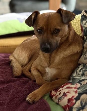 Angeleye, eine zarte, lebensfrohe Hündin auf der Suche nach genau solchen Menschen