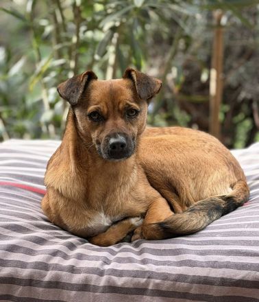 Angeleye, eine zarte, lebensfrohe Hündin auf der Suche nach genau solchen Menschen