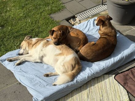 Angeleye, eine zarte, lebensfrohe Hündin auf der Suche nach genau solchen Menschen