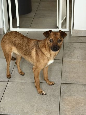 Angeleye, eine zarte, lebensfrohe Hündin auf der Suche nach genau solchen Menschen