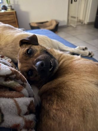 Angeleye, eine zarte, lebensfrohe Hündin auf der Suche nach genau solchen Menschen