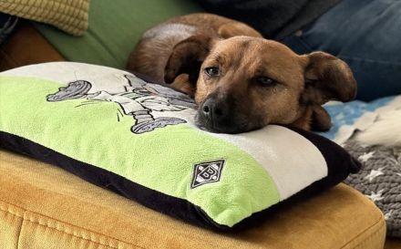 Angeleye, eine zarte, lebensfrohe Hündin auf der Suche nach genau solchen Menschen