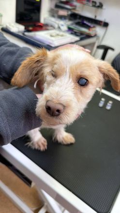 Kim, 6 Jahre, blind, lieb auf der Suche nach einem guten Zuhause