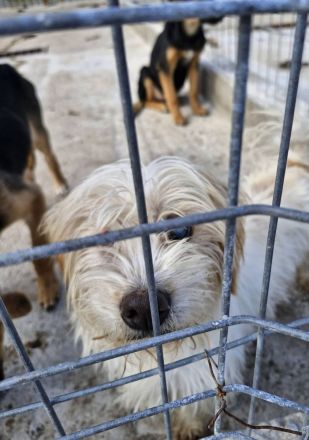 Kim, 6 Jahre, blind, lieb auf der Suche nach einem guten Zuhause