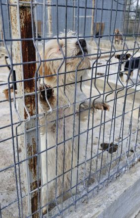 Kim, 6 Jahre, blind, lieb auf der Suche nach einem guten Zuhause
