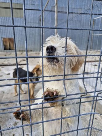 Kim, 6 Jahre, blind, lieb auf der Suche nach einem guten Zuhause