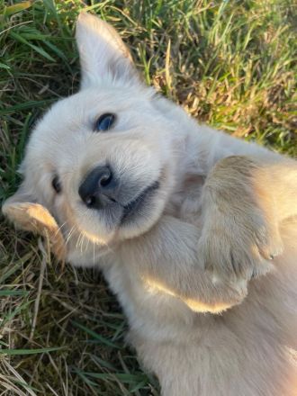 Malinois x Golden Retriever Welpen