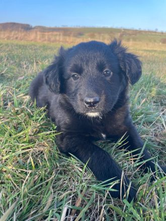 Malinois x Golden Retriever Welpen