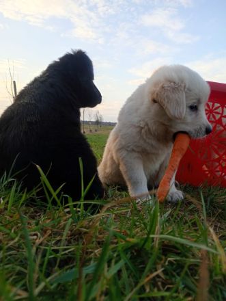 Malinois x Golden Retriever Welpen