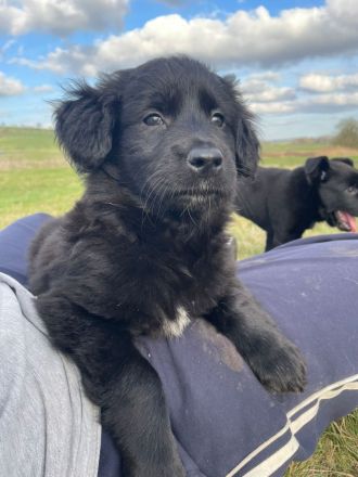 Malinois x Golden Retriever Welpen