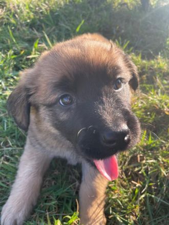 Malinois x Golden Retriever Welpen