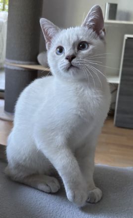 Siam / BKH Kitten