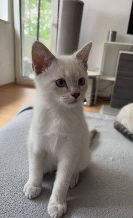 Siam / BKH Kitten