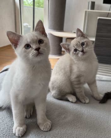 Siam / BKH Kitten