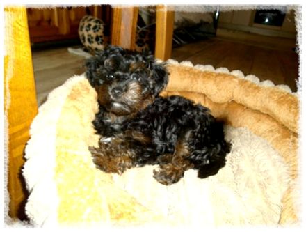 Der kleine Bobby, Yorkshire Terrier / Toy Pudel F1 Doodle Verpaarung mit Ahnenpass ( Papiere )