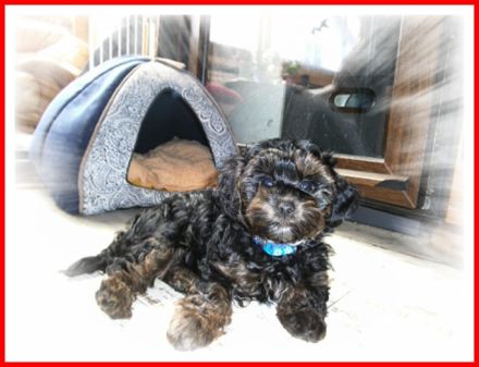Der kleine Bobby, Yorkshire Terrier / Toy Pudel F1 Doodle Verpaarung mit Ahnenpass ( Papiere )