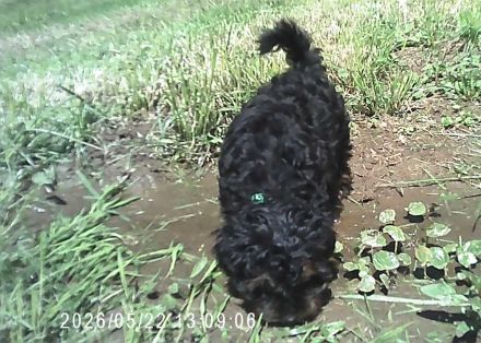 Der kleine Bobby, Yorkshire Terrier / Toy Pudel F1 Doodle Verpaarung mit Ahnenpass ( Papiere )