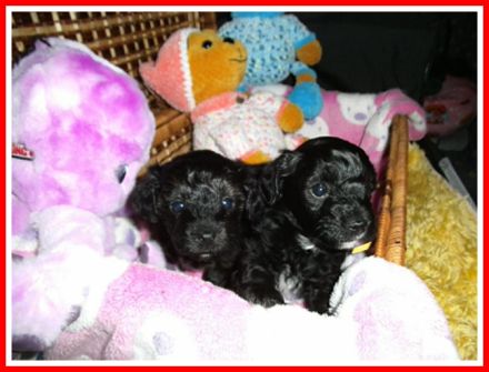 Zuckersüße, kleine Yorkshire Terrier / Toy Pudel F1 Verpaarung mit Ahnenpass ( Papiere )