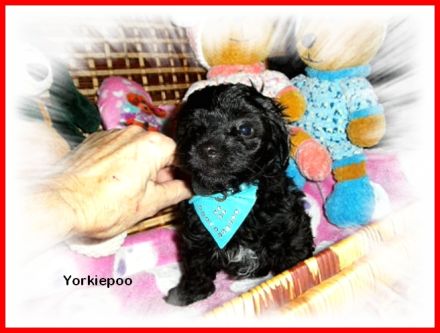 Zuckersüße, kleine Yorkshire Terrier / Toy Pudel F1 Verpaarung mit Ahnenpass ( Papiere )