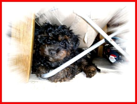 Der kleine Bobby, Yorkshire Terrier / Toy Pudel F1 Doodle Verpaarung mit Ahnenpass ( Papiere )