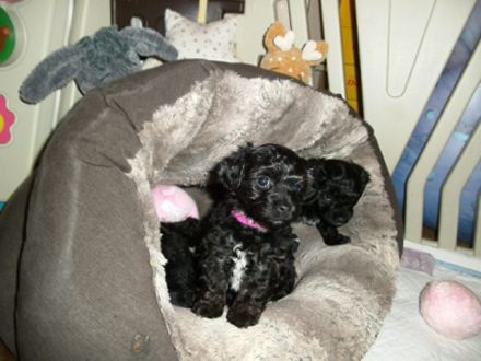 Zuckersüße, kleine Yorkshire Terrier / Toy Pudel F1 Verpaarung mit Ahnenpass ( Papiere )