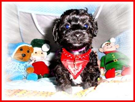 Zuckersüße, kleine Yorkshire Terrier / Toy Pudel F1 Verpaarung mit Ahnenpass ( Papiere )