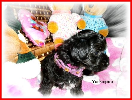 Zuckersüße, kleine Yorkshire Terrier / Toy Pudel F1 Verpaarung mit Ahnenpass ( Papiere )