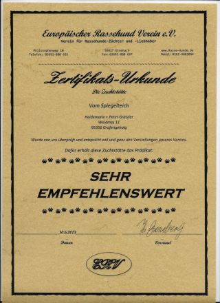 Zuckersüße, kleine Yorkshire Terrier / Toy Pudel F1 Verpaarung mit Ahnenpass ( Papiere )