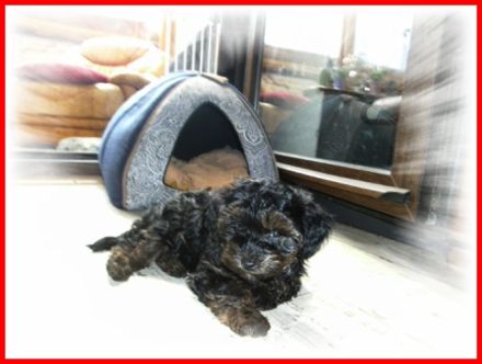 Der kleine Bobby, Yorkshire Terrier / Toy Pudel F1 Doodle Verpaarung mit Ahnenpass ( Papiere )