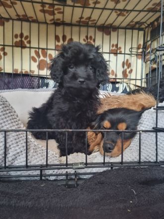 Cavapoo