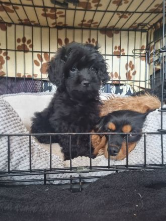 Cavapoo