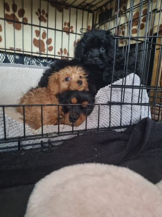 Cavapoo