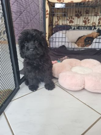 Cavapoo