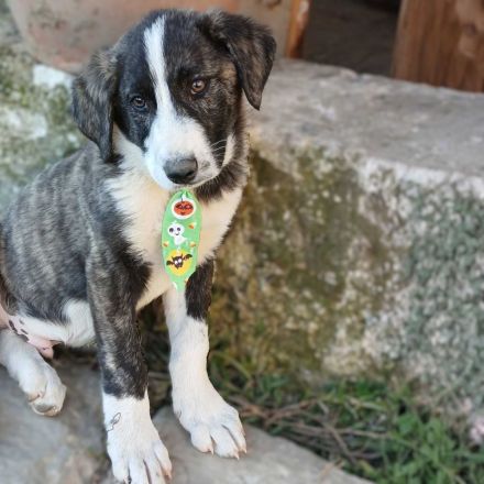 Welpengeschwister Nyros und Taro / beide männlich / derzeit noch in Griechenland