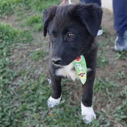 Welpengeschwister Nyros und Taro / beide männlich / derzeit noch in Griechenland
