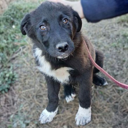 Welpengeschwister Nyros und Taro / beide männlich / derzeit noch in Griechenland
