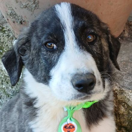 Welpengeschwister Nyros und Taro / beide männlich / derzeit noch in Griechenland