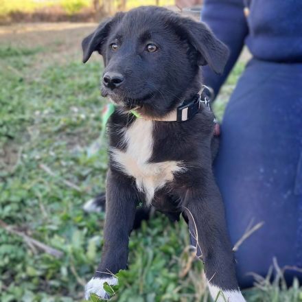 Welpengeschwister Nyros und Taro / beide männlich / derzeit noch in Griechenland