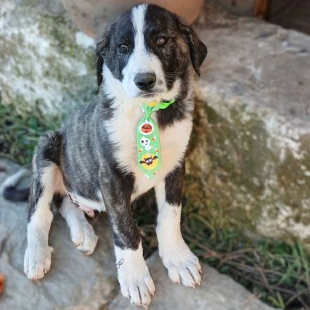 Welpengeschwister Nyros und Taro / beide männlich / derzeit noch in Griechenland