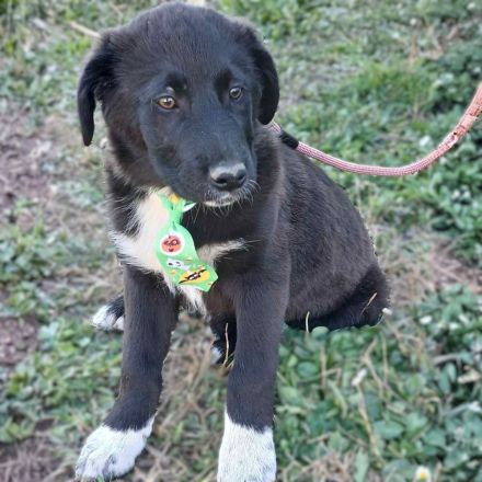 Welpengeschwister Nyros und Taro / beide männlich / derzeit noch in Griechenland