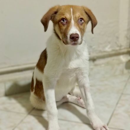 Welpe Agapi / weiblich / derzeit noch in Griechenland / vorgemerkt