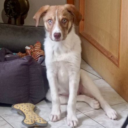 Welpe Agapi / weiblich / derzeit noch in Griechenland / vorgemerkt