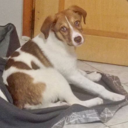 Welpe Agapi / weiblich / derzeit noch in Griechenland / vorgemerkt