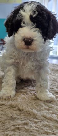 Lagotto Romagnolo